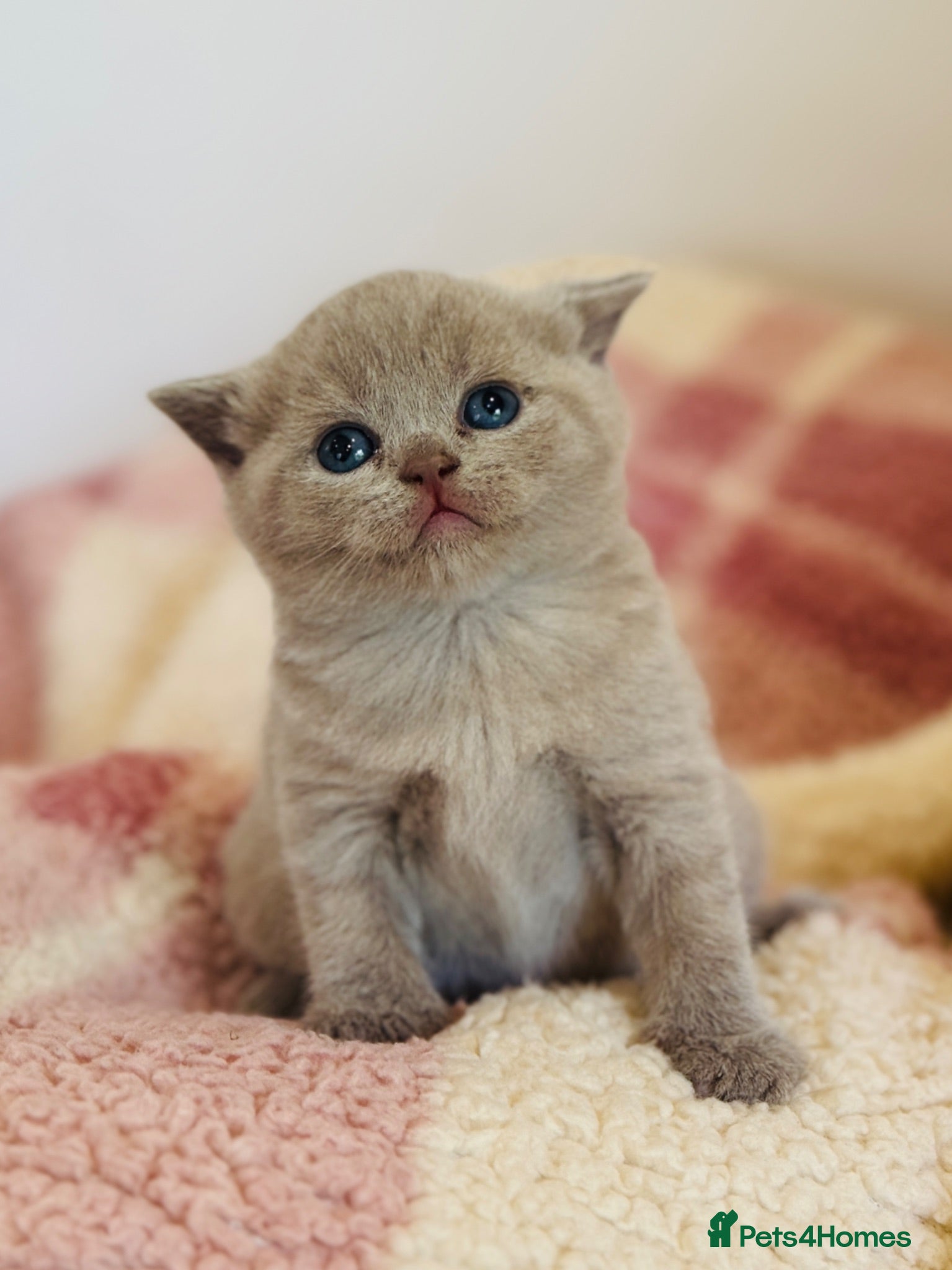 British Shorthair cats British Shorthair adorable Kittens Available 🤗 - Advert 3