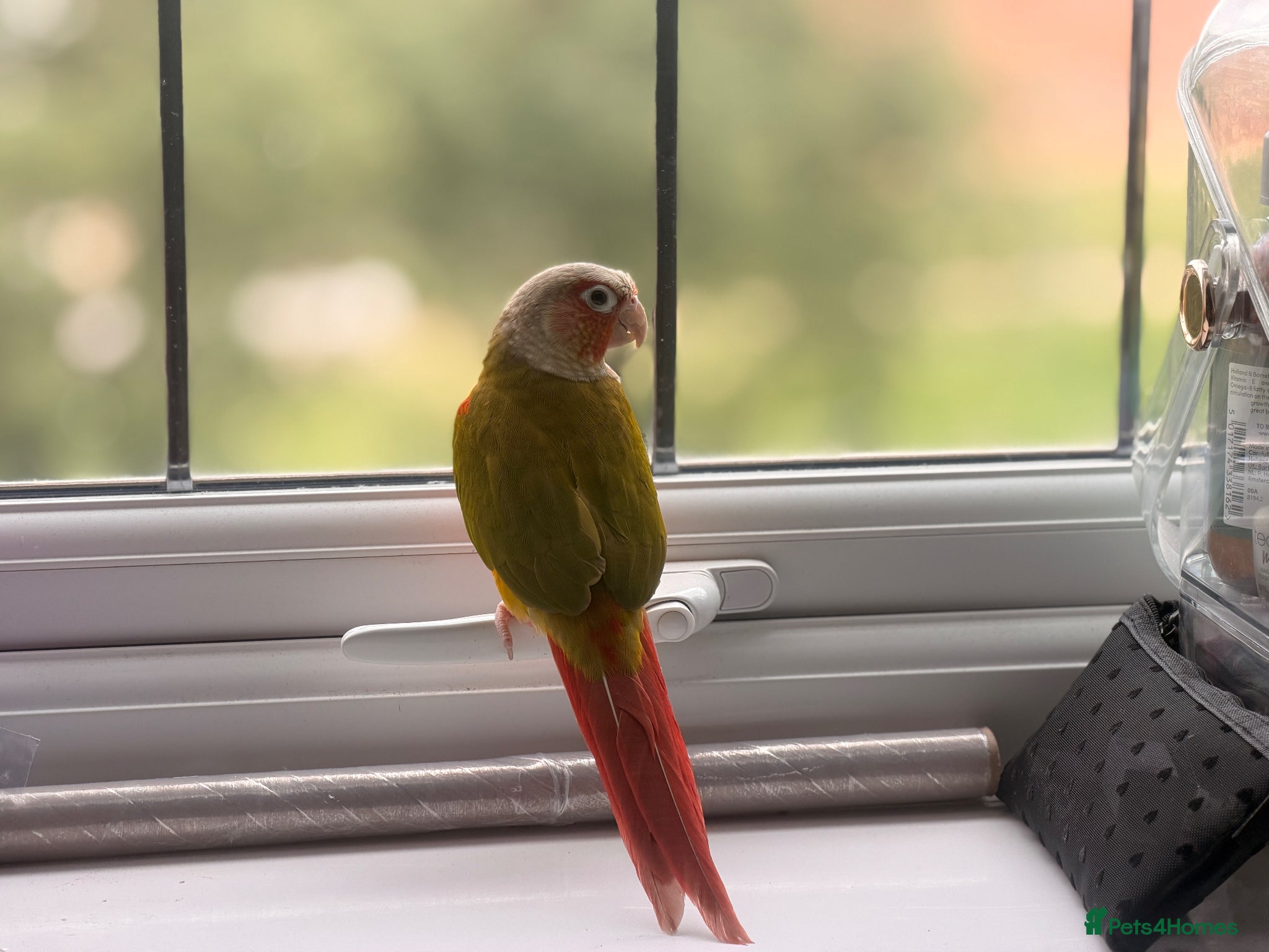 Conures birds for sale: Green-cheeked Conure  in Birmingham - Advert 2