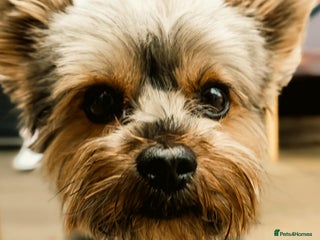 Yorkshire Terrier dogs - Advert 1