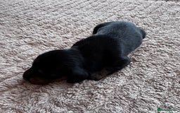 Miniature Dachshund dogs for sale: Miniature long-haired dachshunds - Image 8