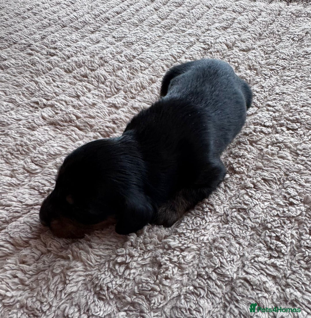 Miniature Dachshund dogs for sale: Miniature long-haired dachshunds - Image 8