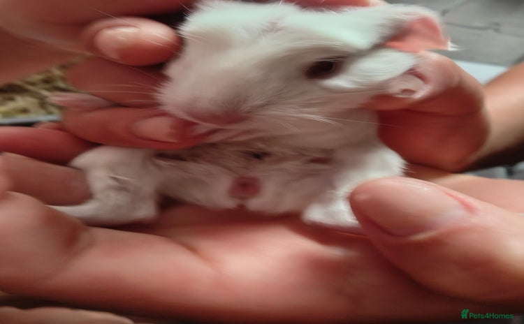 Guinea Pig rodents - Advert 4
