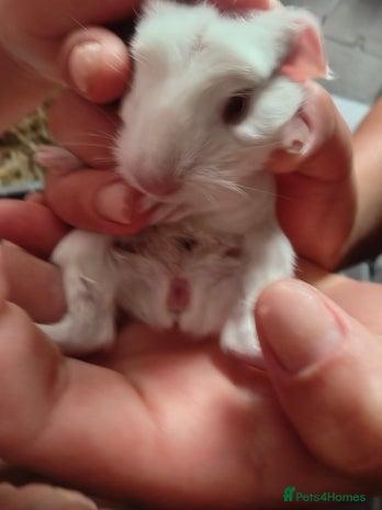 Guinea Pig rodents - Advert 9