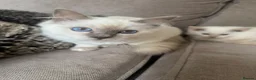 Ragdoll cats for sale: Ragdoll Kittens - Advert 11