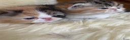 Exotic cats for sale: Stunning Tortie - Advert 8