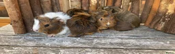 Guinea Pig rodents for sale: Abyssinian/ long-haired babies - Advert 10