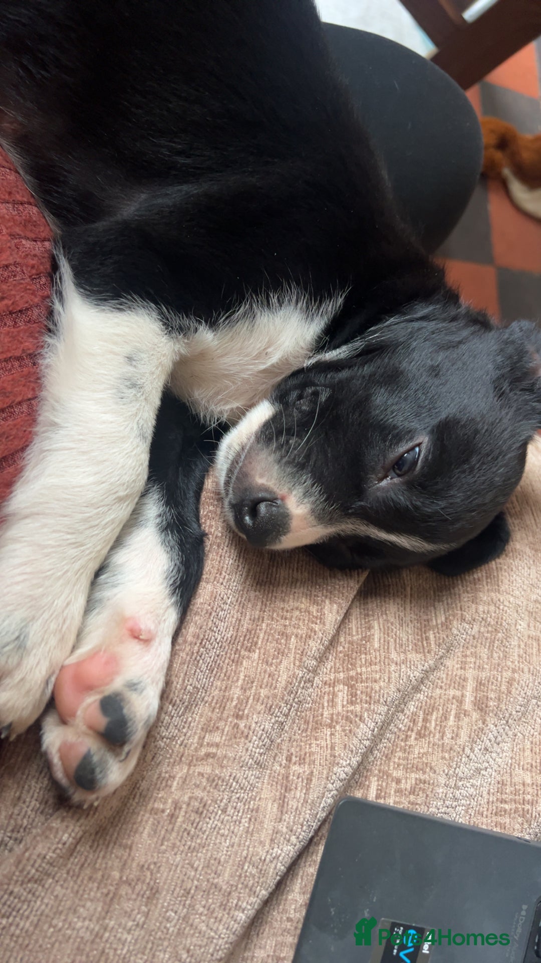 Border Collie dogs for sale: Sheepdog puppies - Advert 7