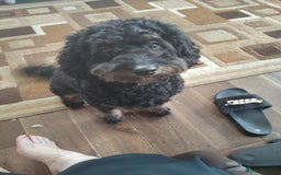 Cockapoo dogs for sale: For sale  - Image 2