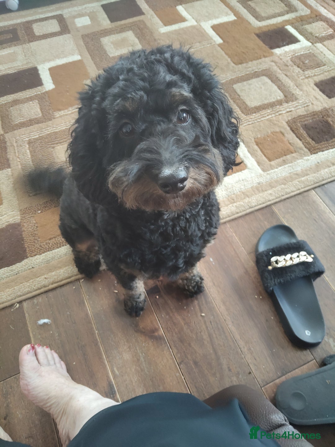 Cockapoo dogs for sale: For sale  - Image 2