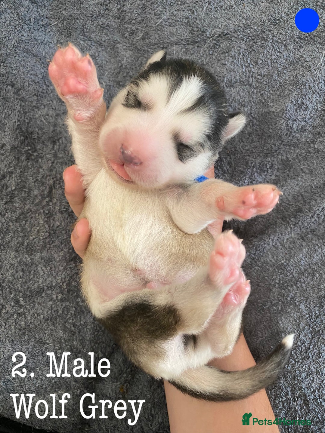 Mixed Breed dogs for sale: Malamute x Alaskan Shepherd Litter - Image 4