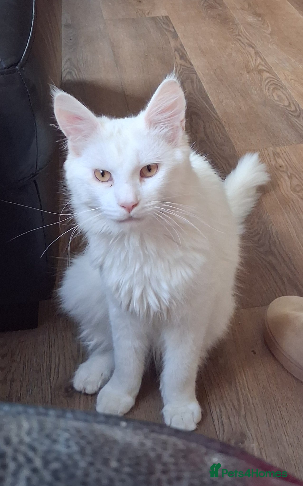 Maine Coon cats 4 purebreed maincoon babies  - Advert 12