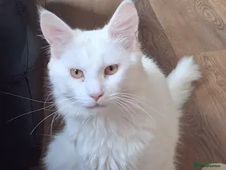 Maine Coon cats 4 purebreed maincoon babies - Advert 12