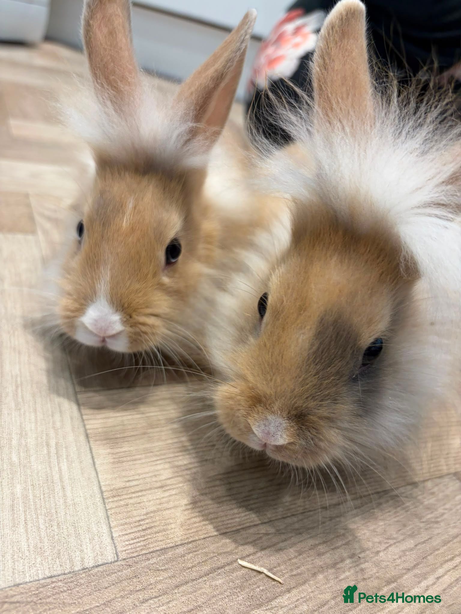 Lionhead rabbits 2 male lion head boys both brothers - Advert 1