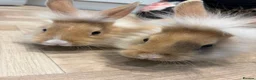 Lionhead rabbits for sale: 2 male lion head boys both brothers - Advert 1