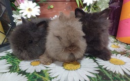 Lionhead rabbits for sale: 8 wk old Lionhead babies  in Barnsley - Image 9