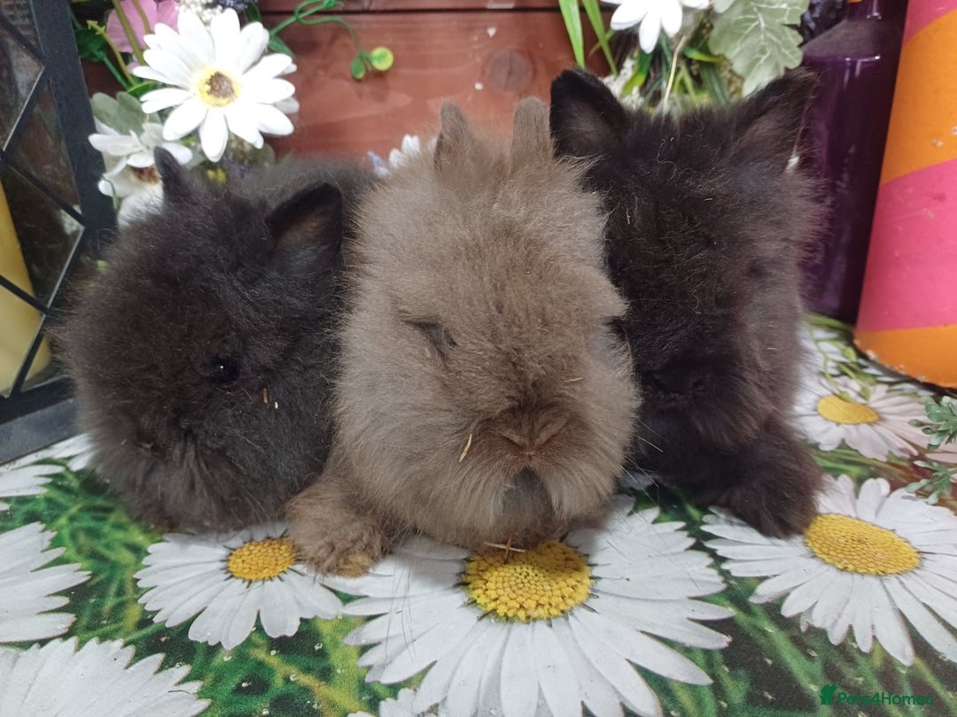 Lionhead rabbits for sale: 8 wk old Lionhead babies  in Barnsley - Image 9