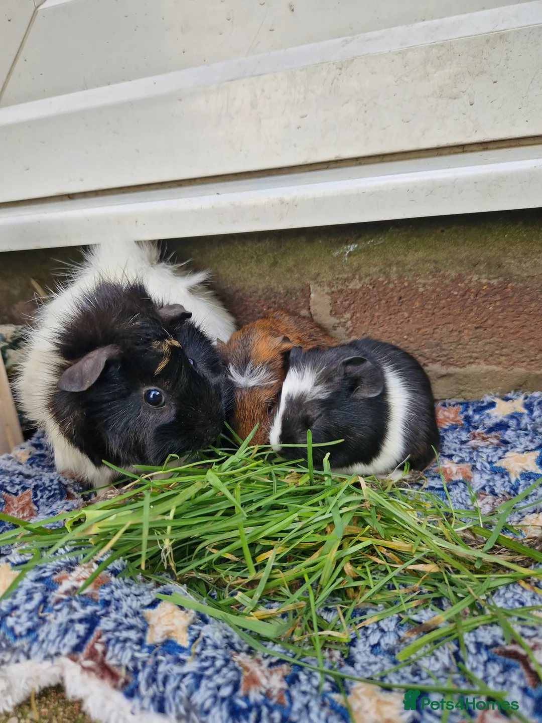 Guinea Pig rodents for sale: Abbymixs female/wont be ready till 29th march 26 - Advert 10