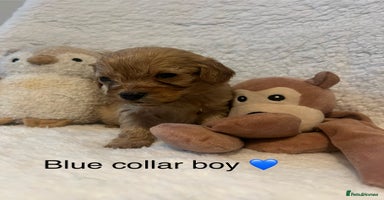 Cavapoo dogs - Advert 6