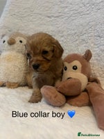 Cavapoo dogs - Advert 14