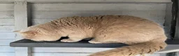 British Shorthair cats for stud: 🔥 CHOCOLATE CINNAMON FAWN STUDS EAST MIDLANDS 🔥  - Advert 3