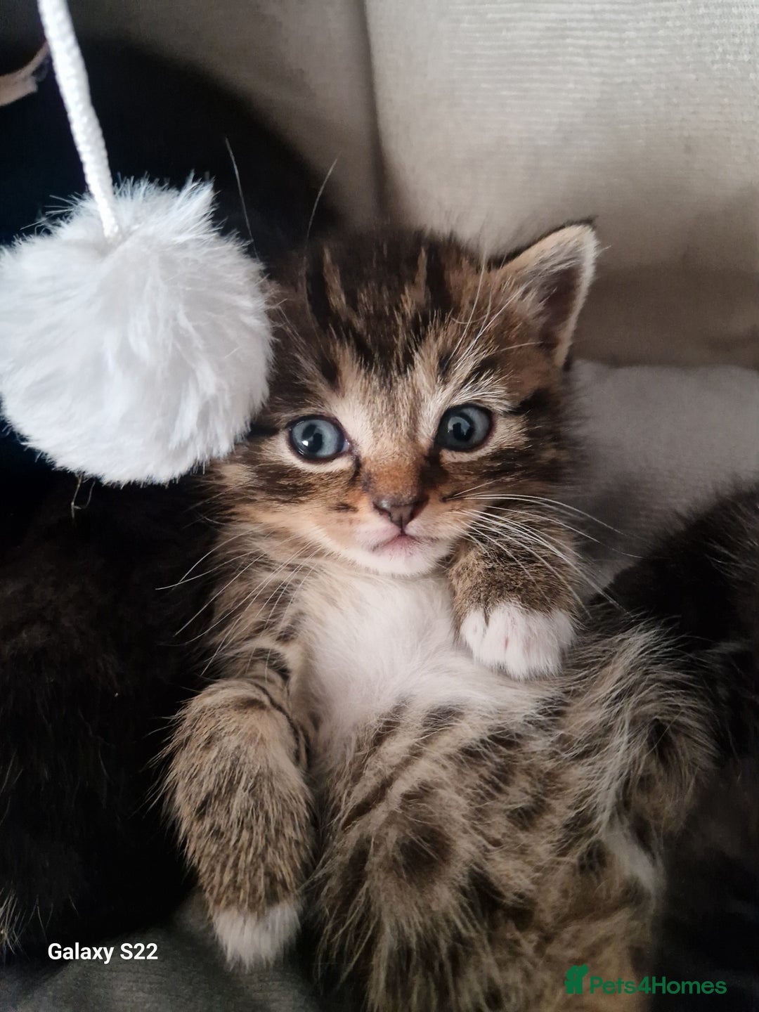 Scottish Fold cats for sale: Scotish fold/straight kittens  - Advert 9