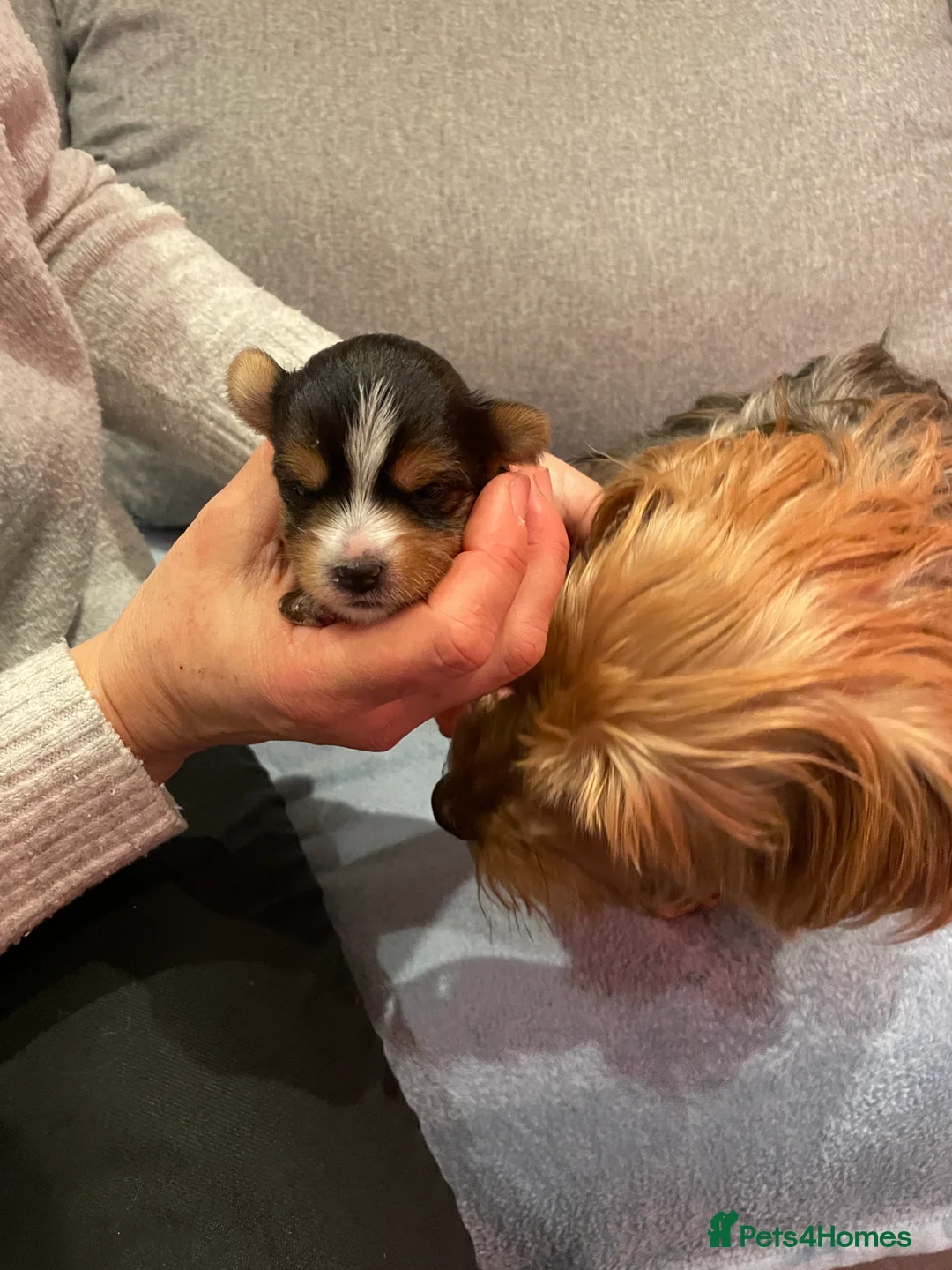 Yorkshire Terrier dogs for sale: Yorkshire Terrier puppies with pedigree in Southampton - Advert 5