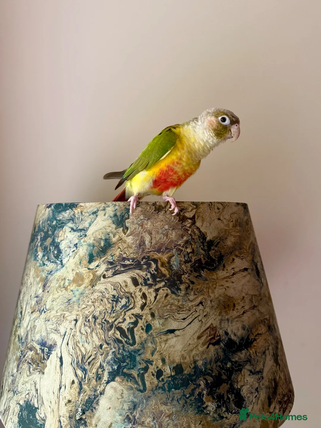 Conures birds for sale: Pineapple Green Cheek Conure in Paisley - Advert 3