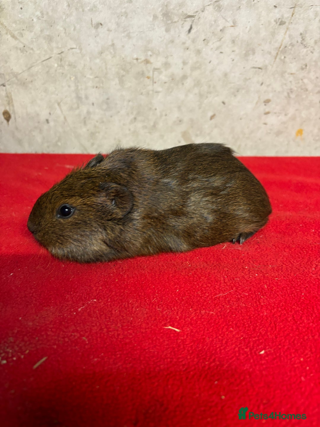 Guinea Pig rodents for sale: Male guinea pigs - Advert 2
