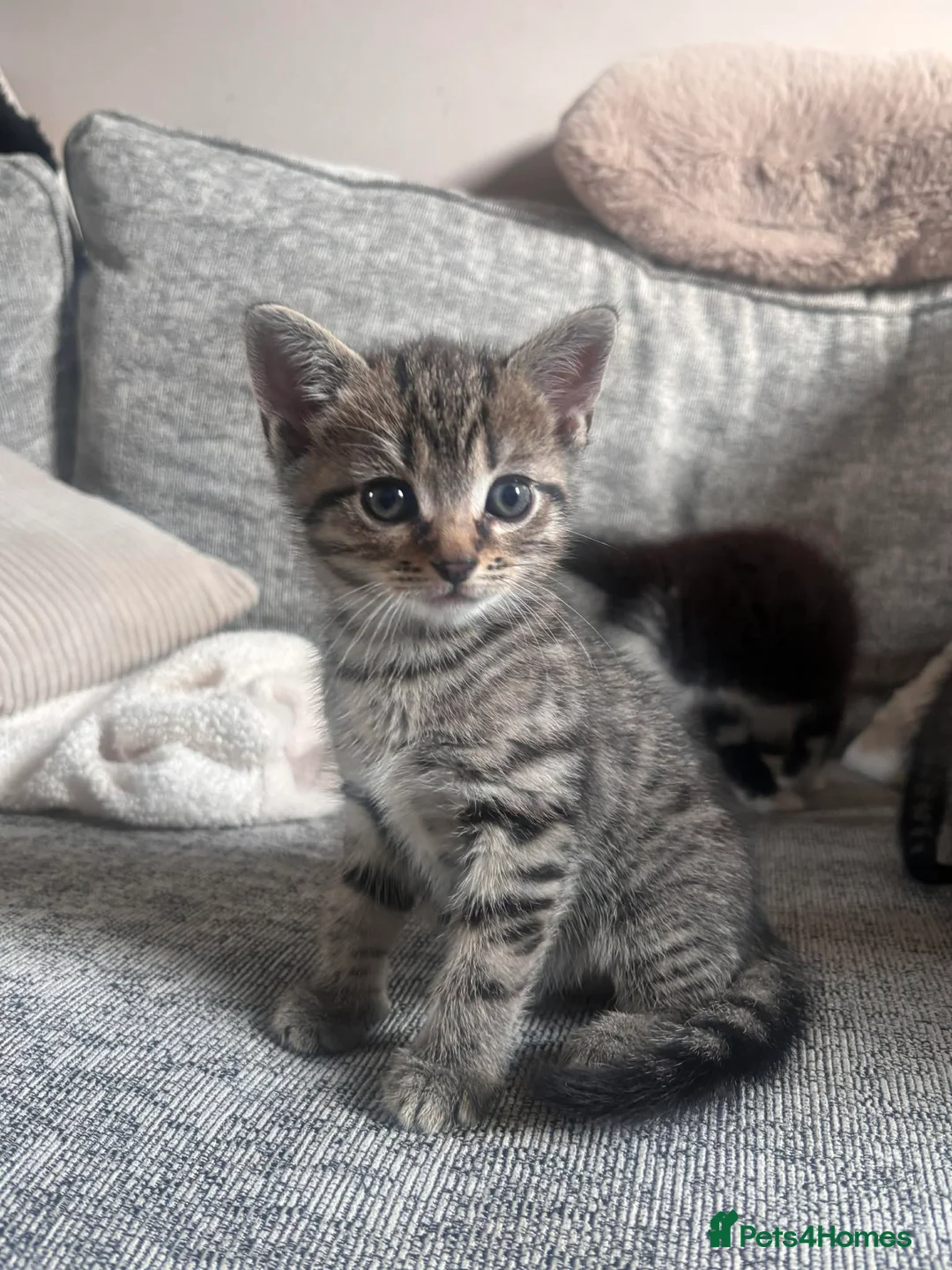 Mixed Breed cats for sale: Cute kittens  - Advert 5