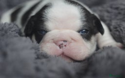 French Bulldog dogs for sale: Stunning French bulldog puppies  - Advert 8