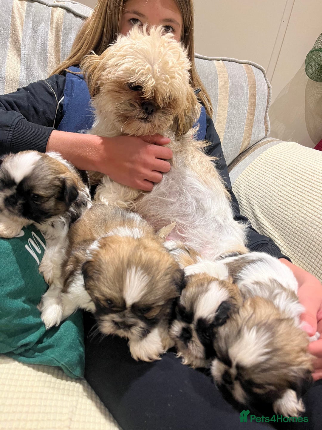 Shih Tzu dogs for sale: Shih tzu  puppies  - Advert 2