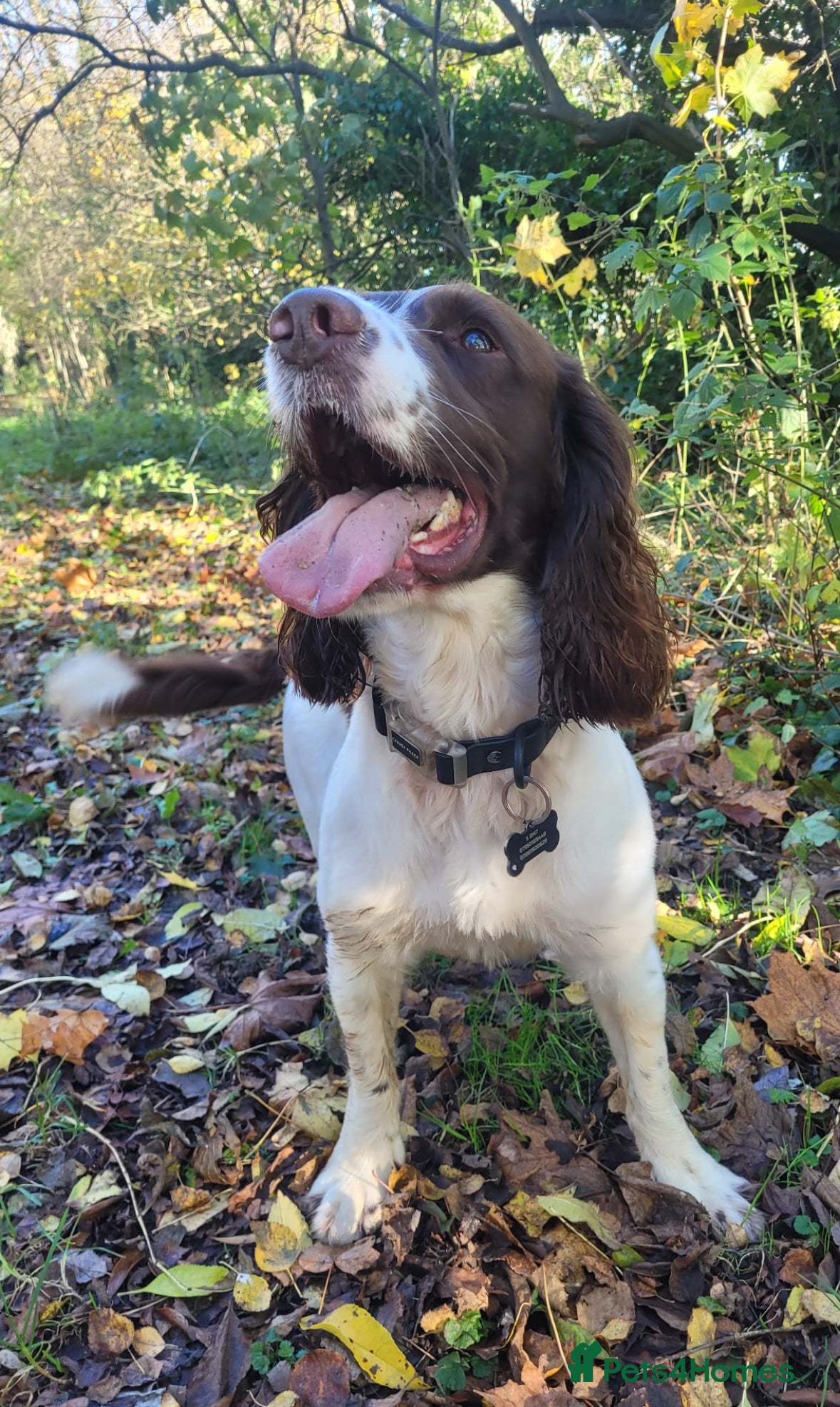 English Springer Spaniel dogs English springer spaniel *Proven* in Durham - Advert 6