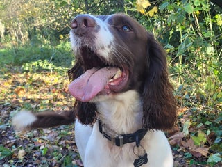 English Springer Spaniel dogs English springer spaniel *Proven* in Durham - Advert 13