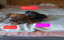 Mixed Breed dogs for sale: 💞 Beautiful Yorkie Russel Puppies 💞 - Image 1
