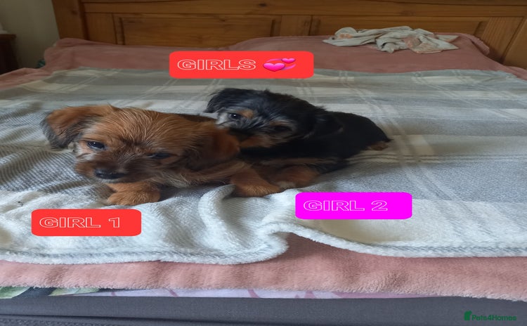 Mixed Breed dogs - Advert 1