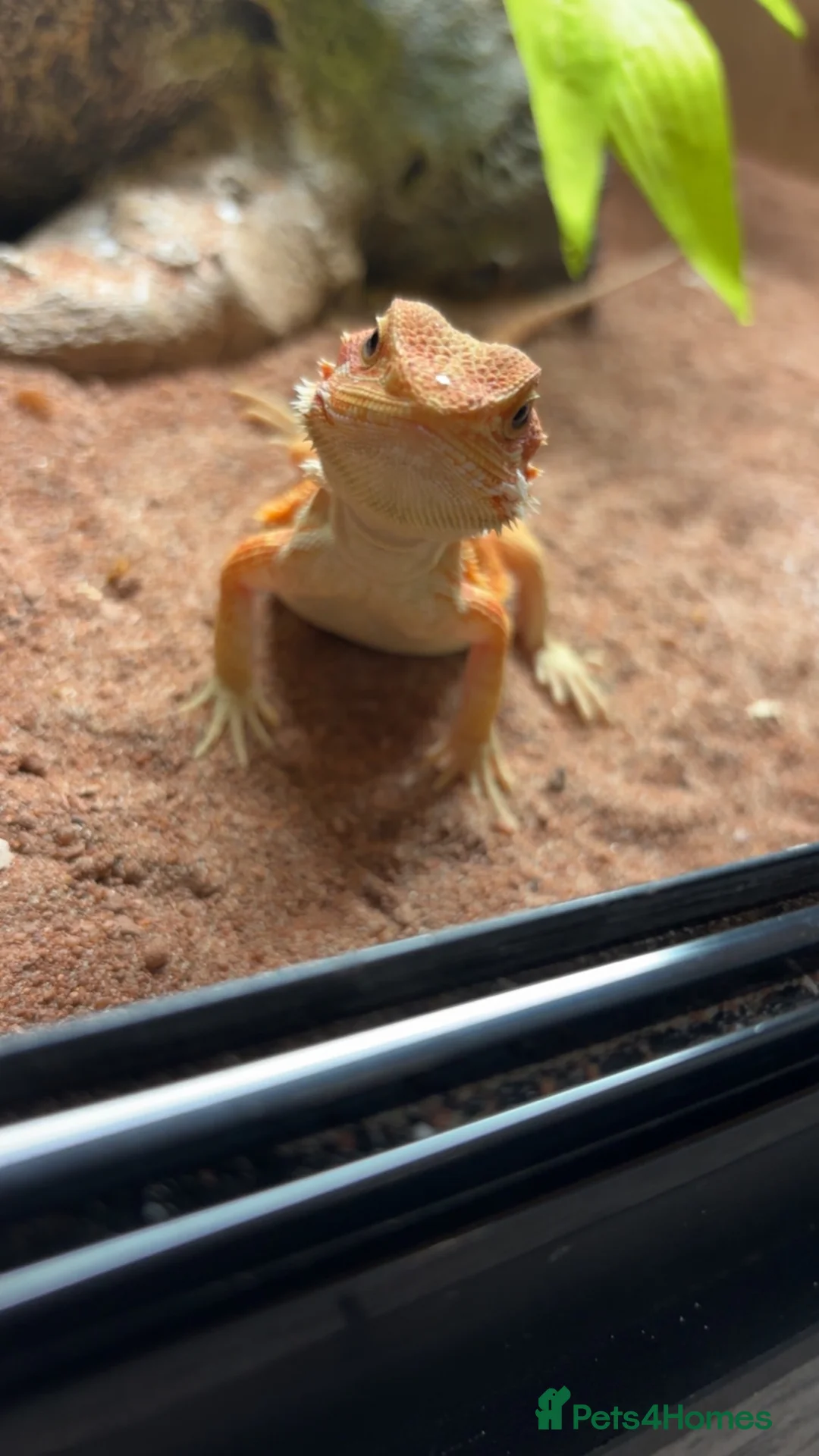 Bearded Dragon reptiles for sale: baby bearded dragon  in Deeside - Advert 1
