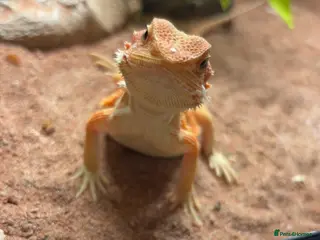 Bearded Dragon reptiles baby bearded dragon - Advert 5