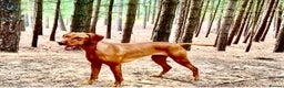 Hungarian Vizsla dogs for sale: Hungarian Vizsla Puppies - Advert 1