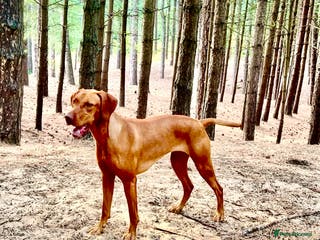 Hungarian Vizsla dogs 🌟 Exceptional KC Registered Hungarian vizsla 🌟 - Advert 1