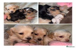 Chiweenie dogs for sale: Gorgeous Mini Dachshund X Puppies🐾 - Advert 10