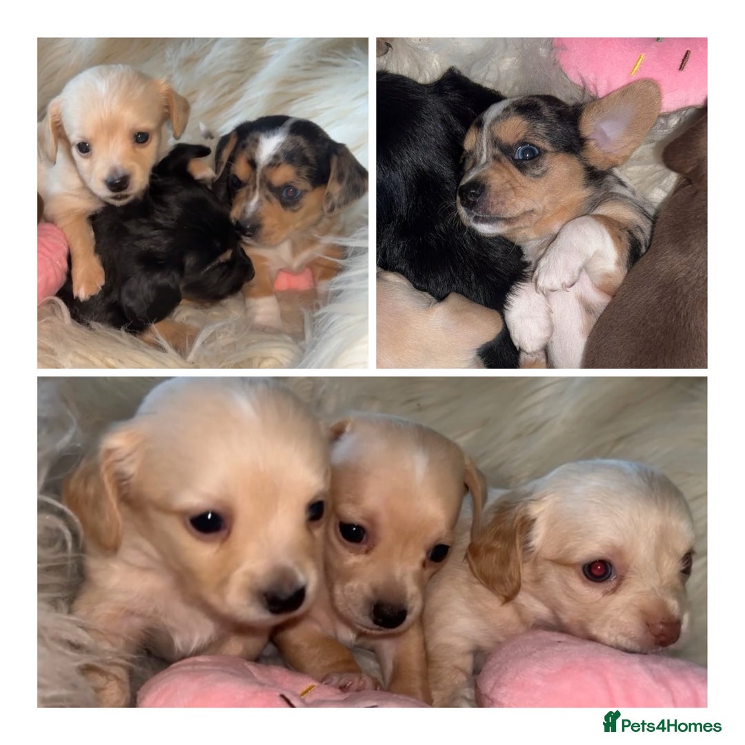 Chiweenie dogs for sale: Gorgeous Mini Dachshund X Puppies🐾 - Advert 10