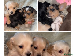 Chiweenie dogs - Advert 2