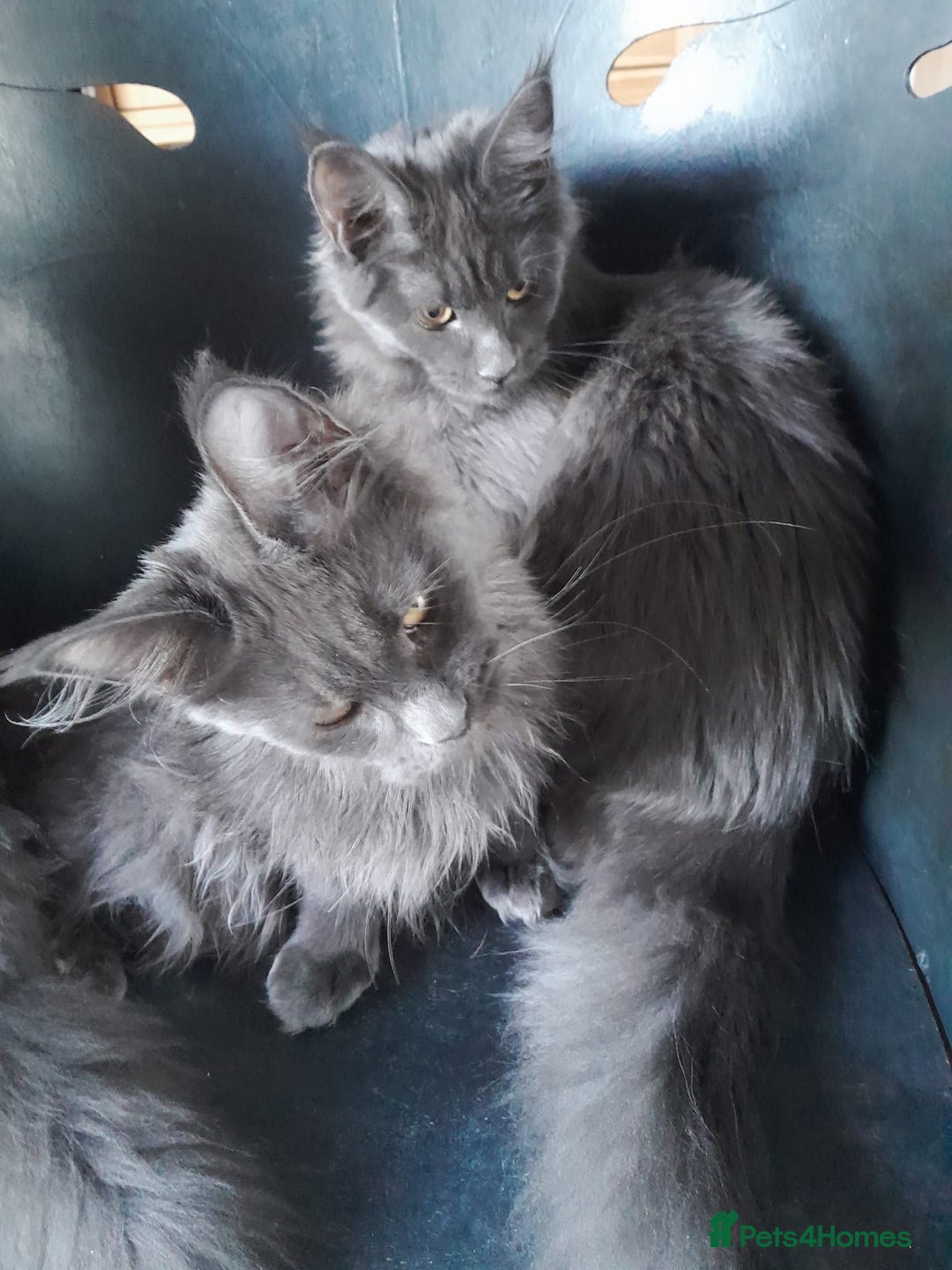 Maine Coon cats for sale: 2 solid blue MaineCoon girls TICA - Advert 4