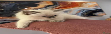 Ragdoll 4