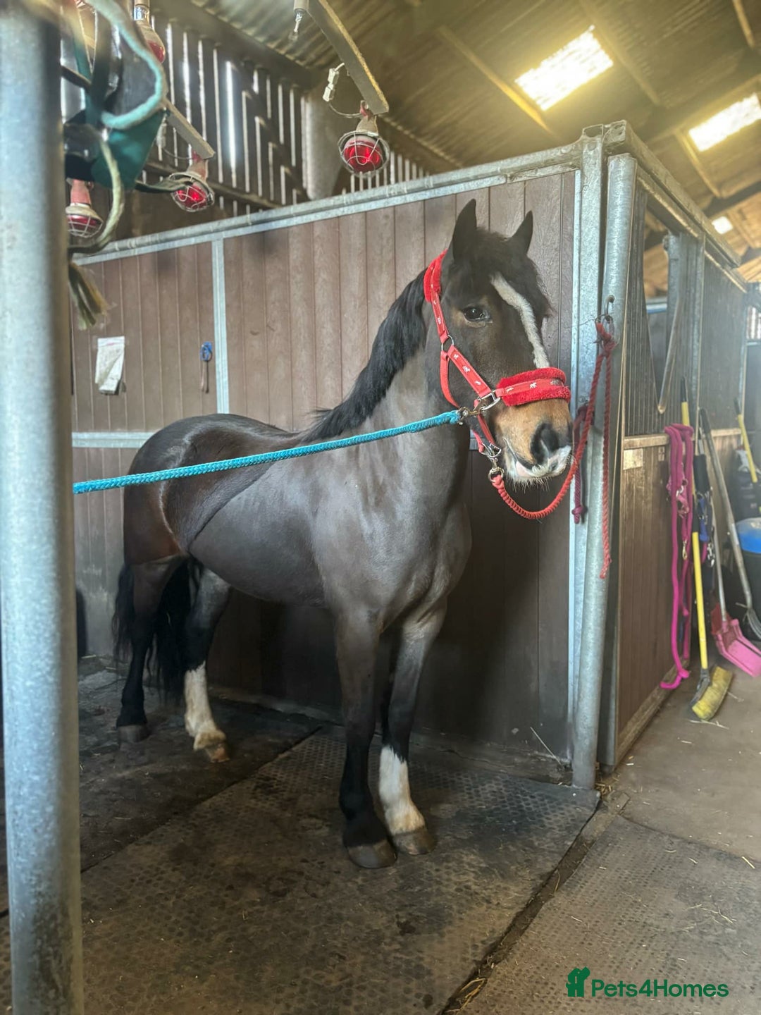 Welsh Section D horses for sale: Apollo, 3 year old gelding - Advert 4