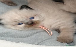 Ragdoll cats for sale: 3 stunning chunky ragdoll girls  - Advert 14
