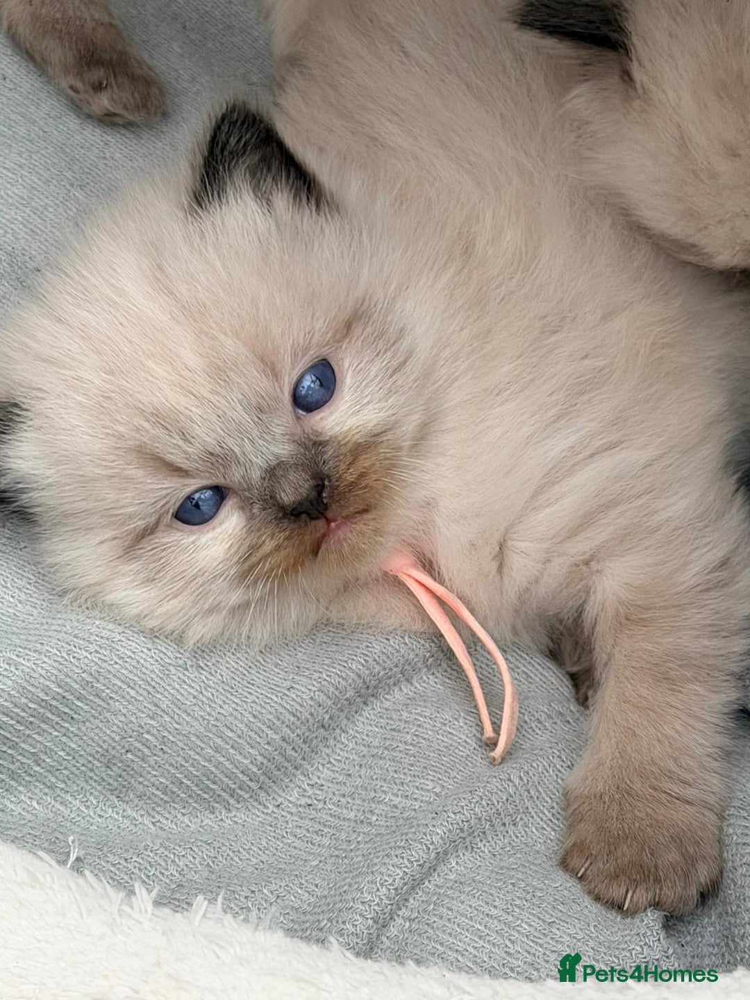 Ragdoll cats for sale: 3 stunning chunky ragdoll girls  - Advert 14