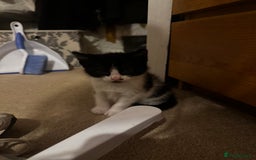Domestic Shorthair cats for sale: 3 gorgeous Black and White boys - Image 11