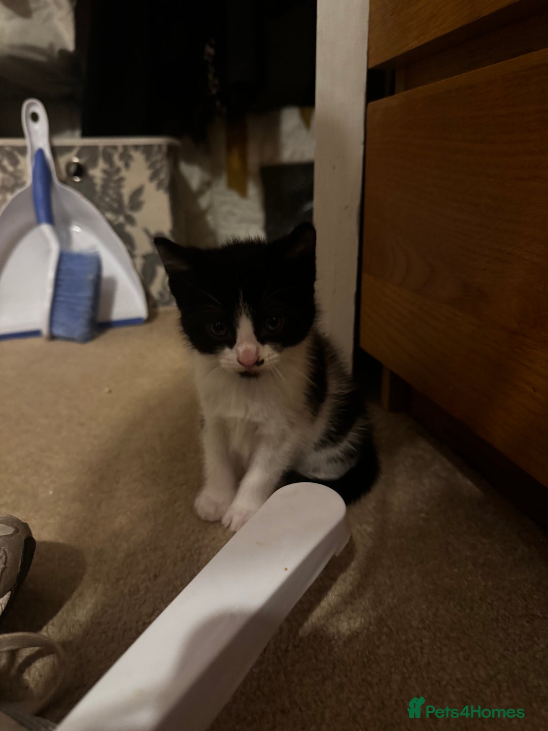 Domestic Shorthair cats for sale: 3 gorgeous Black and White boys - Image 11