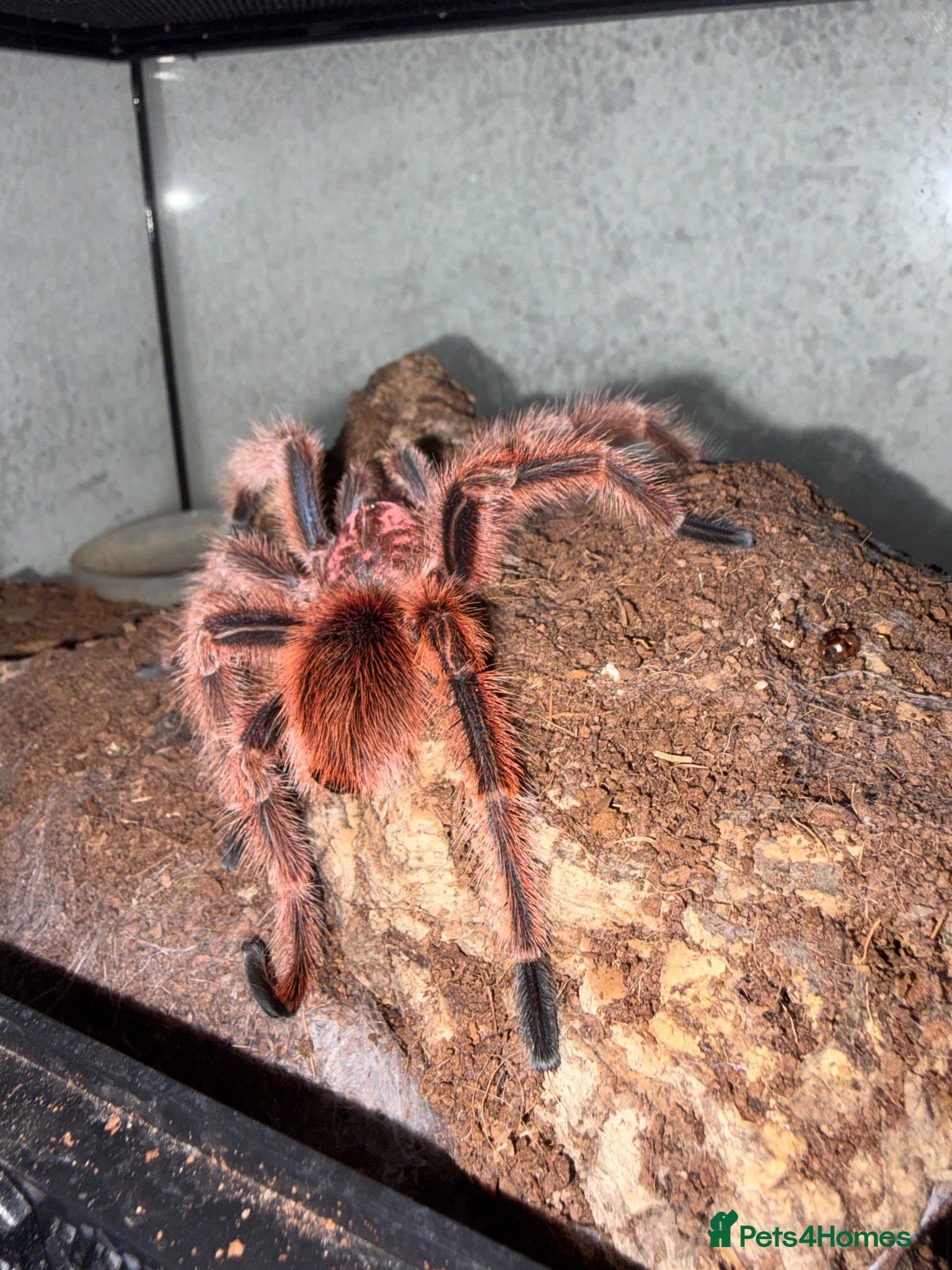 Gecko reptiles Red Chilean Rose Tarantula - Advert 10